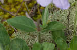 Fringeleaf wild petunia